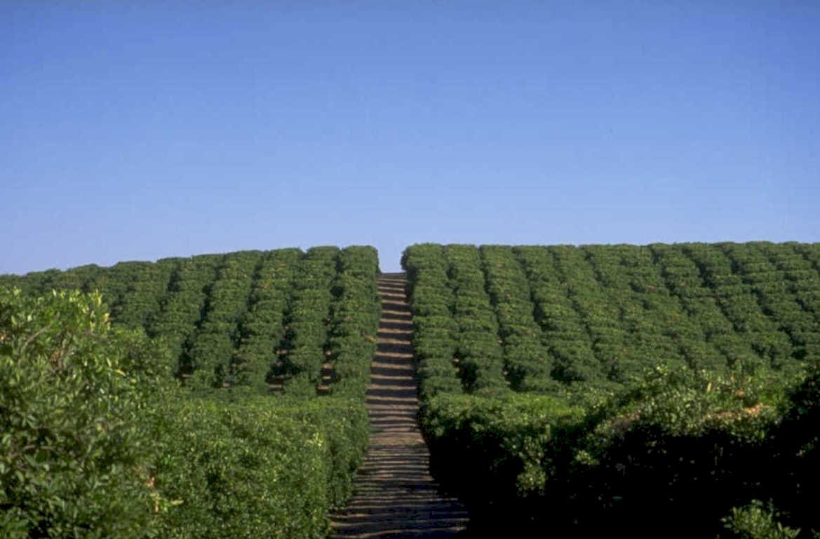 citrus orchard landscape 1980s 1990s A4 Photo Print 42