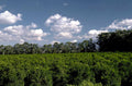 citrus orchard landscape 1980s 1990s A4 Photo Print