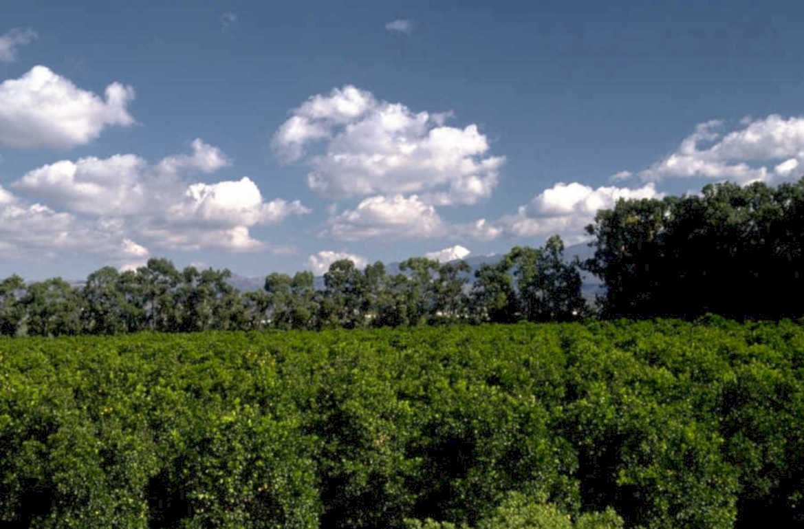 citrus orchard landscape 1980s 1990s A4 Photo Print
