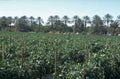 citrus orchard trees 1980s 1990s A4 Photo Print