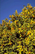 citrus rain tree 1980s 1990s A4 Photo Print