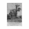 ciudad de mexico arbol de la noche triste ed desconocido Vintage A4 Photo Print