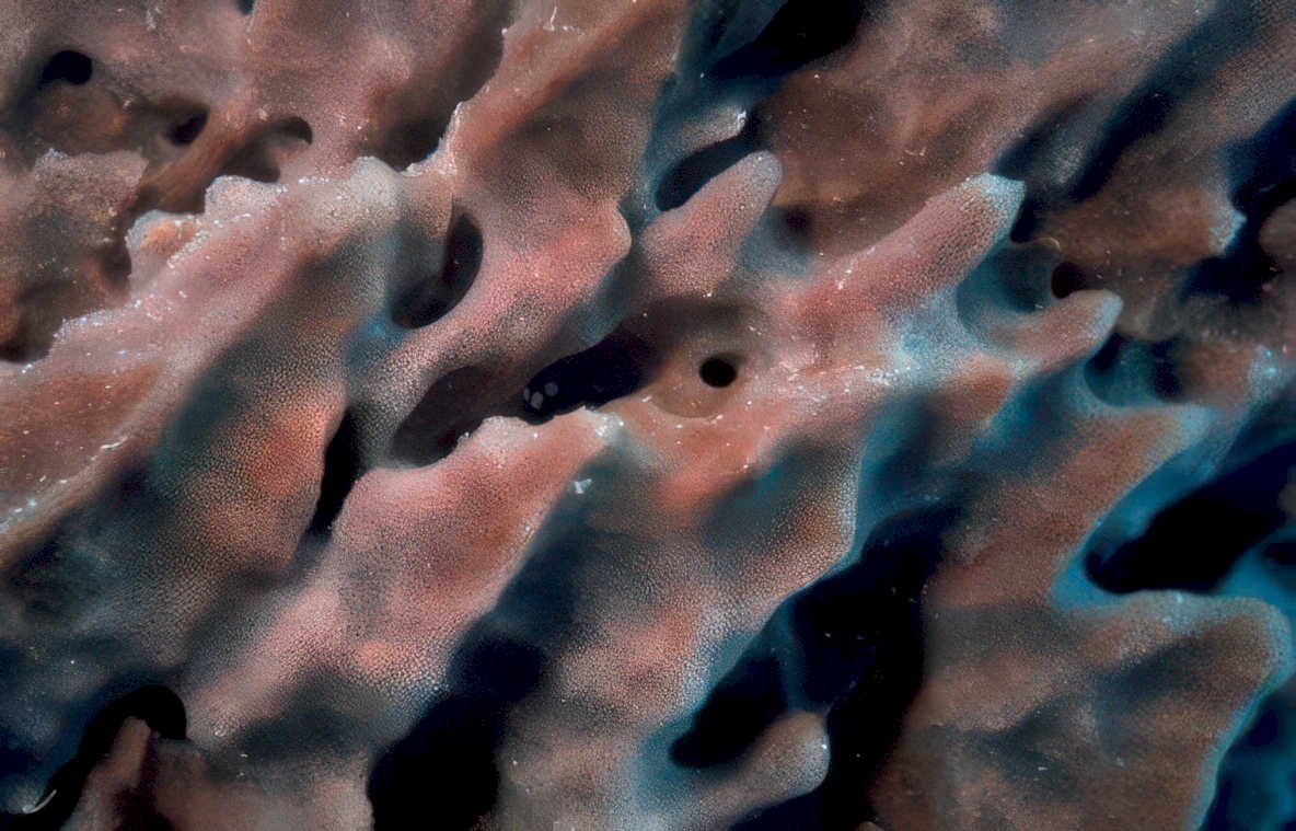 clavularia sponge detail Vintage A4 Photo Print