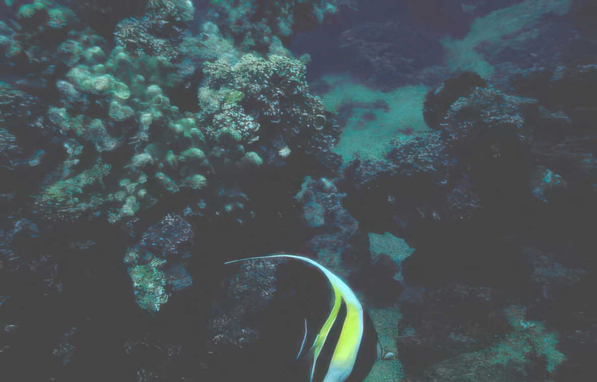 cleaner wrasse reef Vintage A4 Photo Print