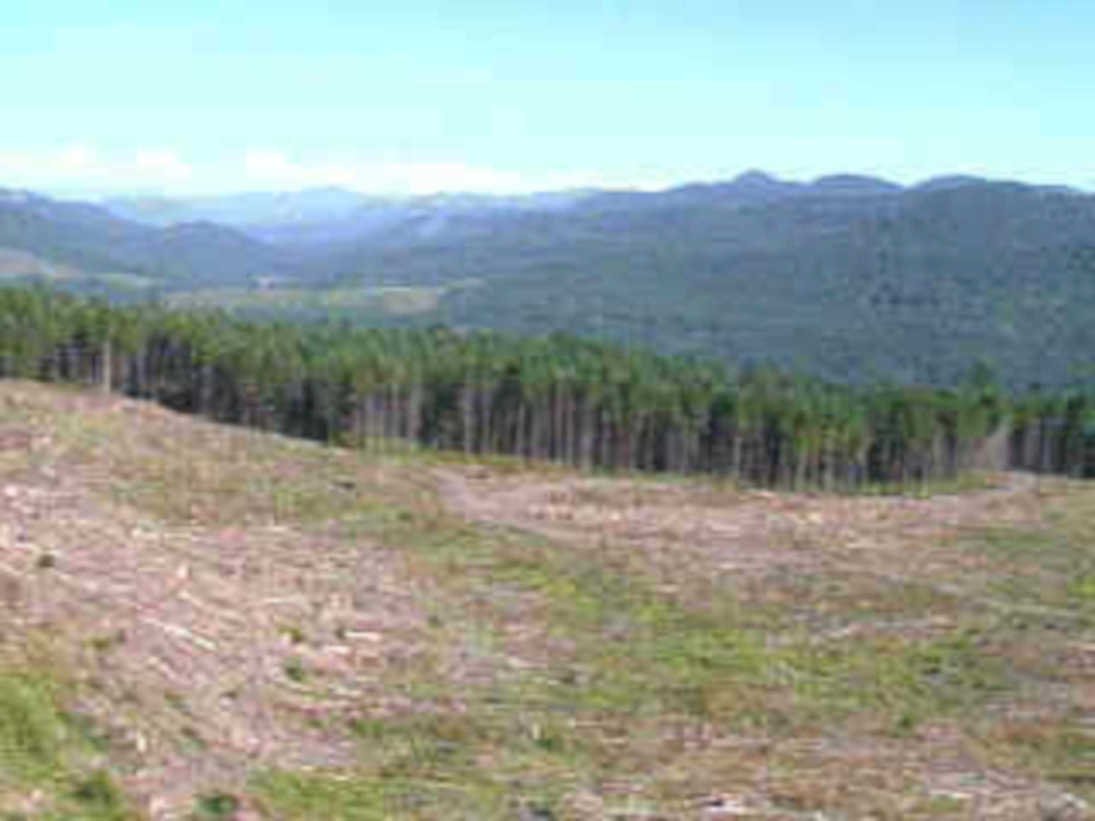 clearcut mountains evergreen1980s 1990s A4 Photo Print