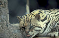 clouded leopard closeup Vintage A4 Photo Print