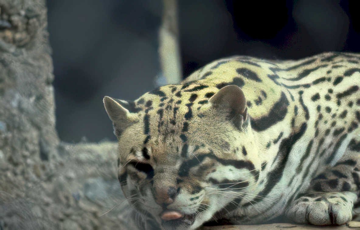 clouded leopard closeup Vintage A4 Photo Print