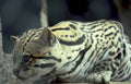 clouded leopard resting Vintage A4 Photo Print