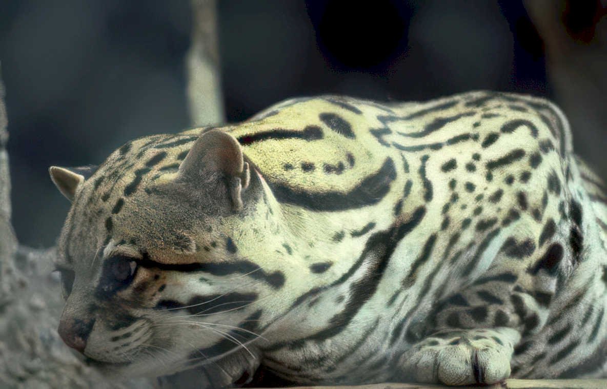 clouded leopard resting Vintage A4 Photo Print
