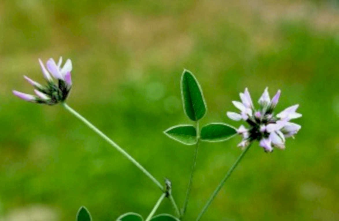 clover flowers meadow1980s 1990s A4 Photo Print