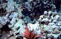 clownfish anemone reef Vintage A4 Photo Print