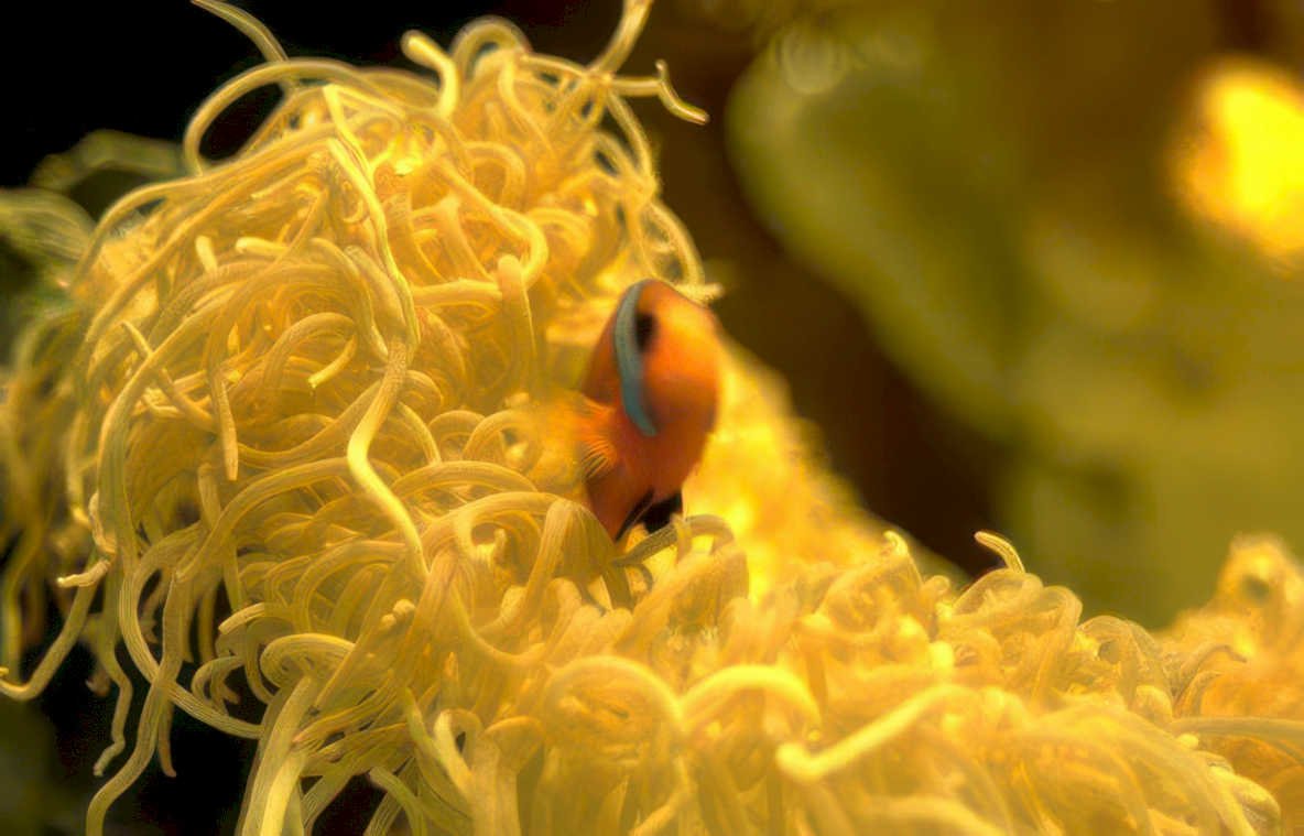 clownfish sea anemone GIGA 2