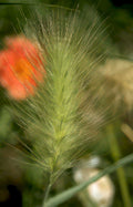 clumping millet seedhead Vintage A4 Photo Print