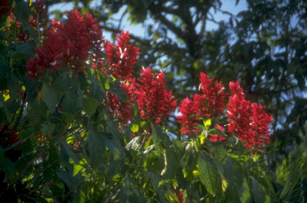 clusteromyrtus red flowers 1980s 1990s A4 Photo Print
