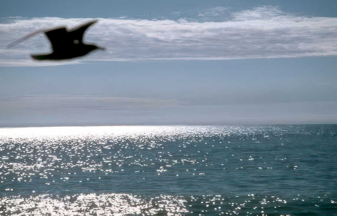 coast birds ocean Vintage A4 Photo Print