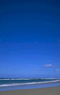 coastal birds beach 1980s 1990s A4 Photo Print