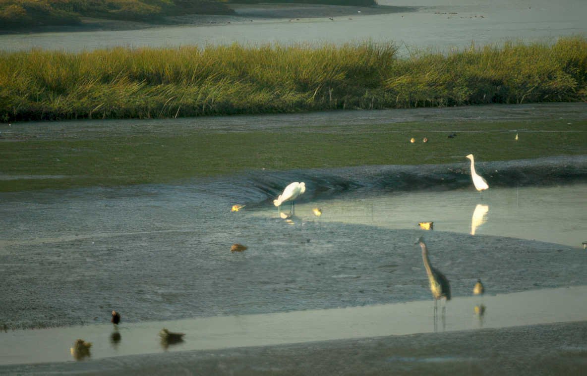 coastal birds egrets Vintage A4 Photo Print