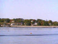 coastal blue duck1980s 1990s A4 Photo Print