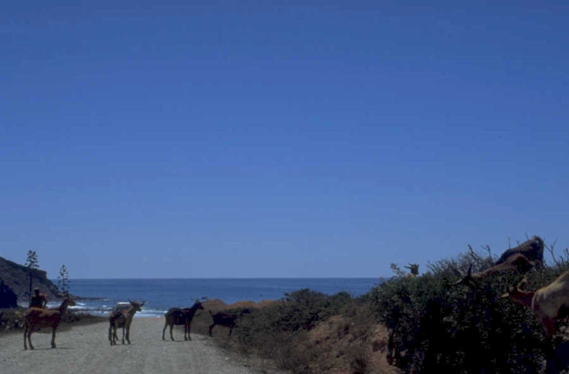coastal donkey herd 1980s 1990s A4 Photo Print