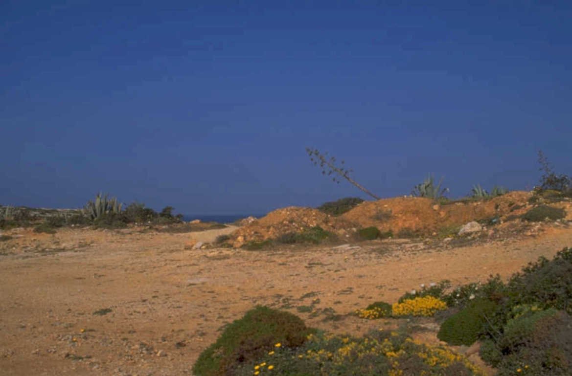 coastal dune agave 1980s 1990s A4 Photo Print