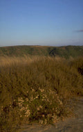 coastal grasses hills 1980s 1990s A4 Photo Print