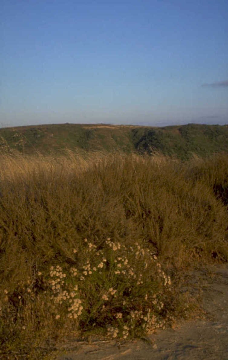 coastal grasses hills 1980s 1990s A4 Photo Print