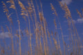 coastal grasses sunset1980s 1990s A4 Photo Print