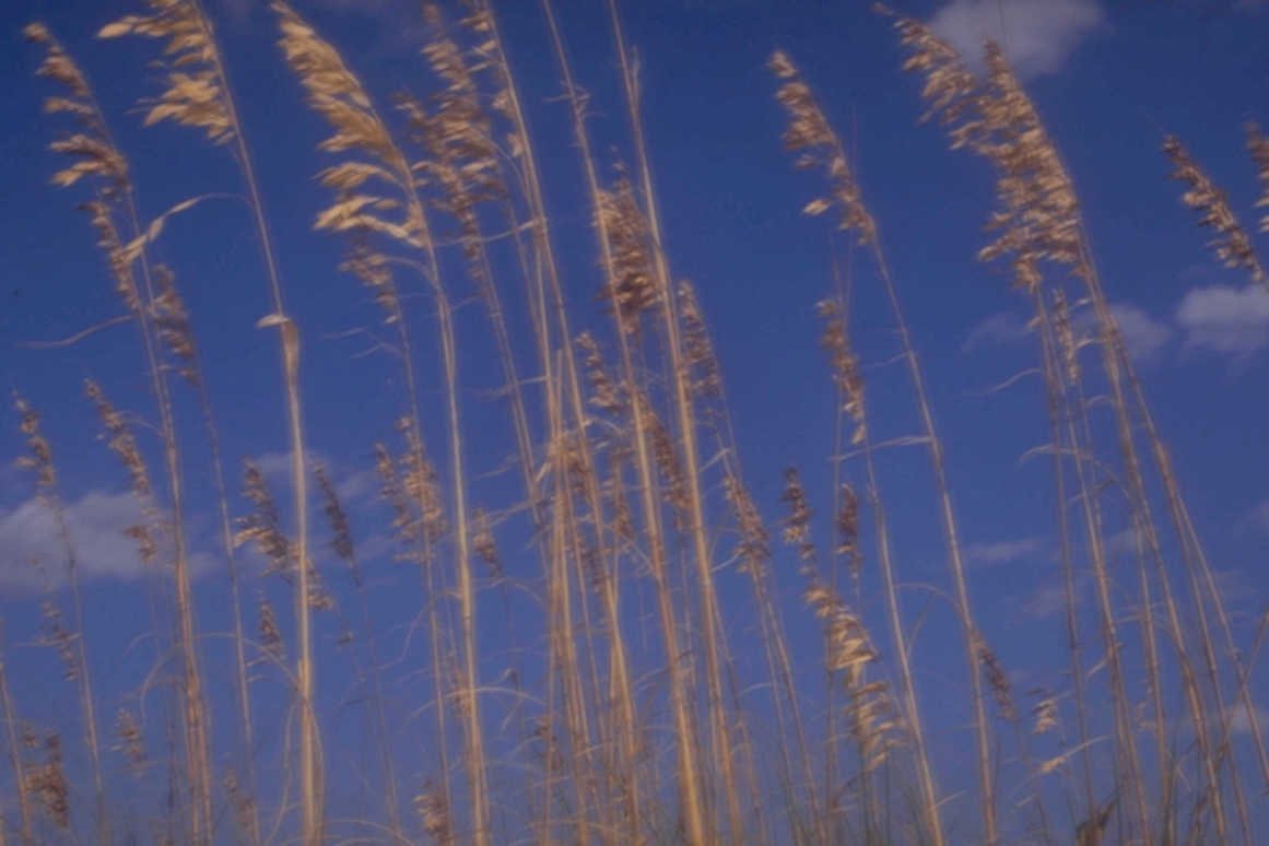 coastal grasses sunset1980s 1990s A4 Photo Print