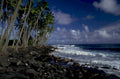coastal hawaii palm 1980s 1990s A4 Photo Print