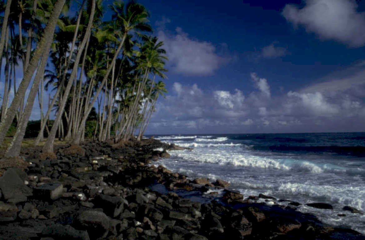 coastal hawaii palm 1980s 1990s A4 Photo Print