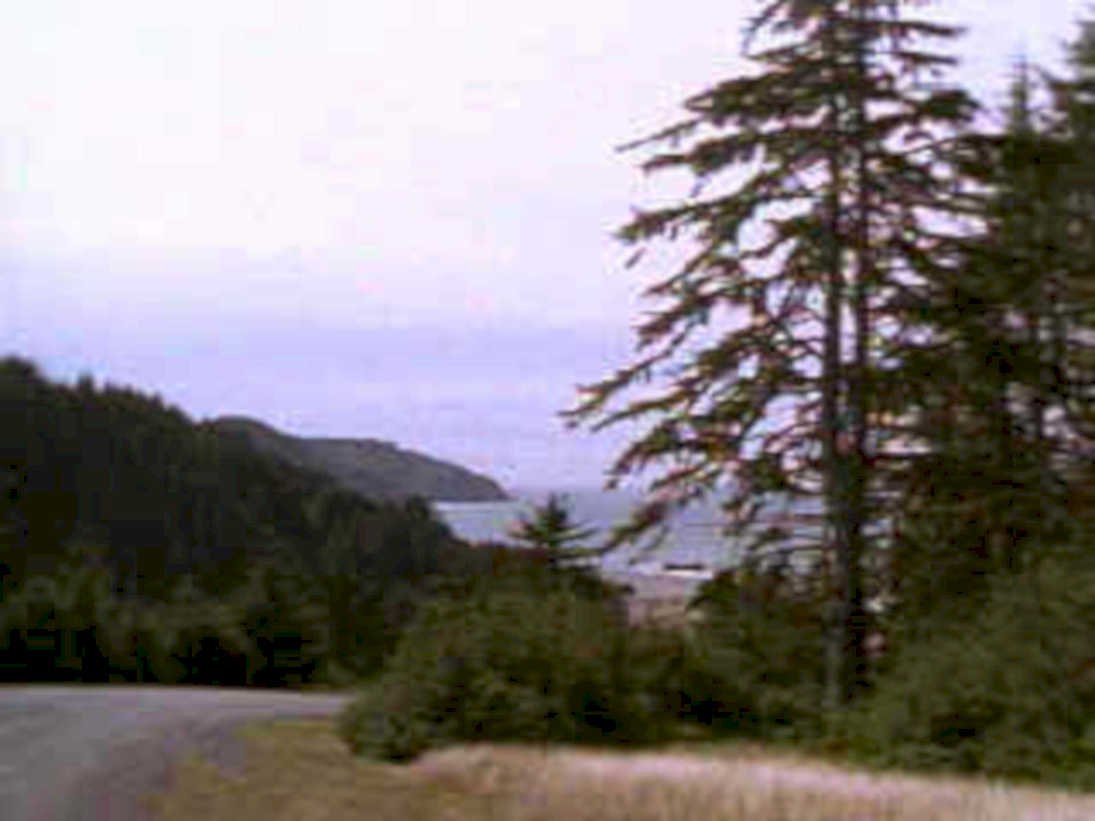 coastal landscape trees 11980s 1990s A4 Photo Print