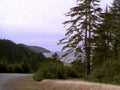 coastal landscape trees 21980s 1990s A4 Photo Print