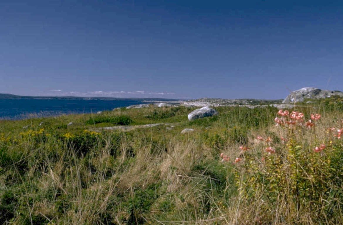 coastal meadow nova 1980s 1990s A4 Photo Print
