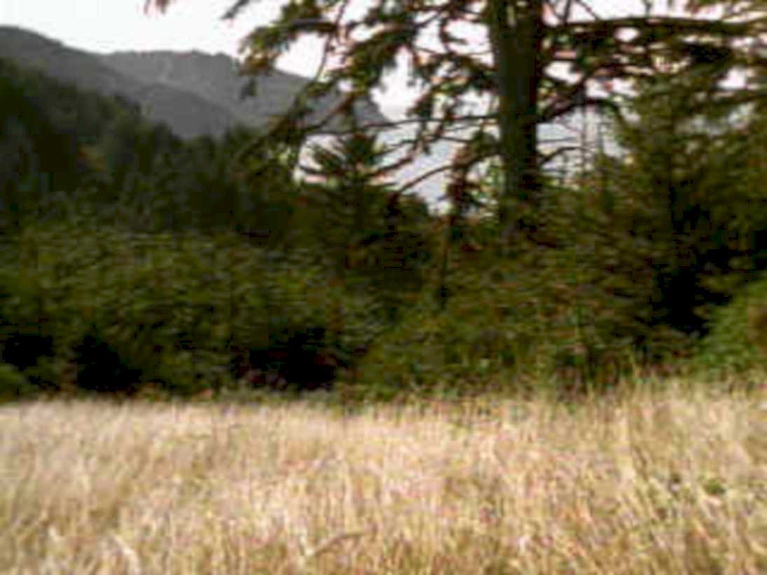 coastal meadow trees1980s 1990s A4 Photo Print