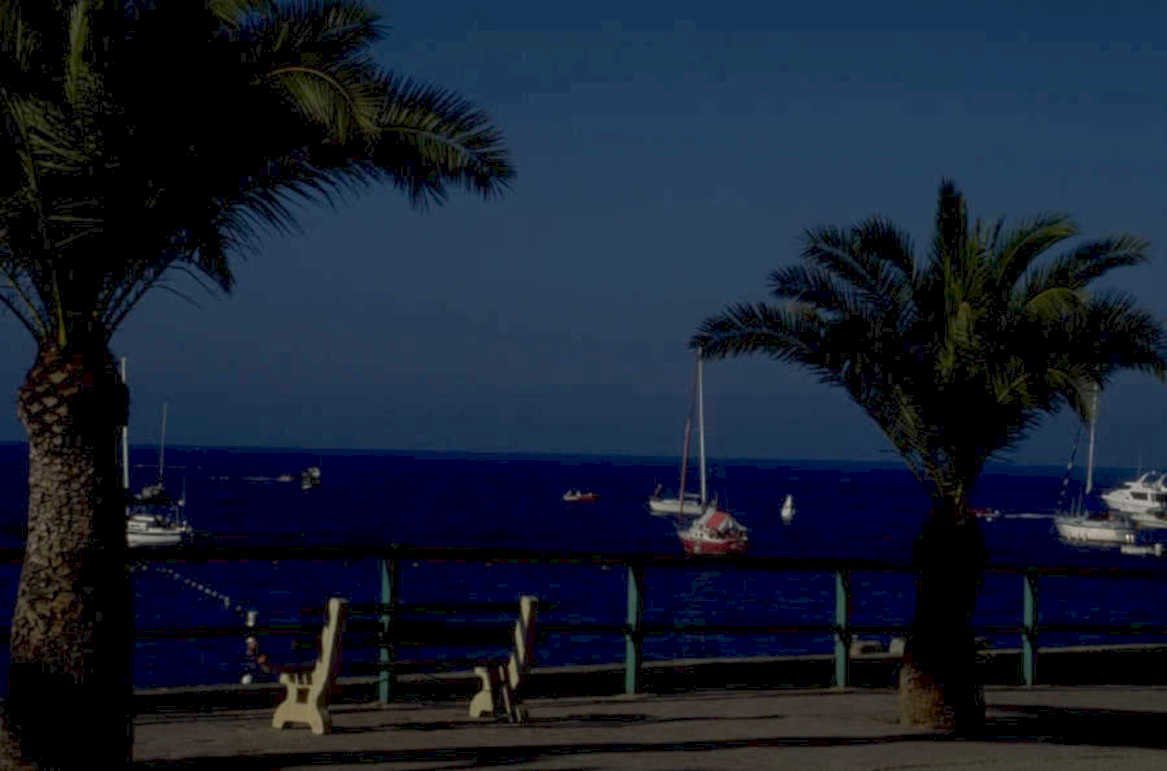 coastal palm trees 1980s 1990s A4 Photo Print
