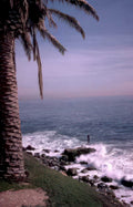 coastal palm waves Vintage A4 Photo Print