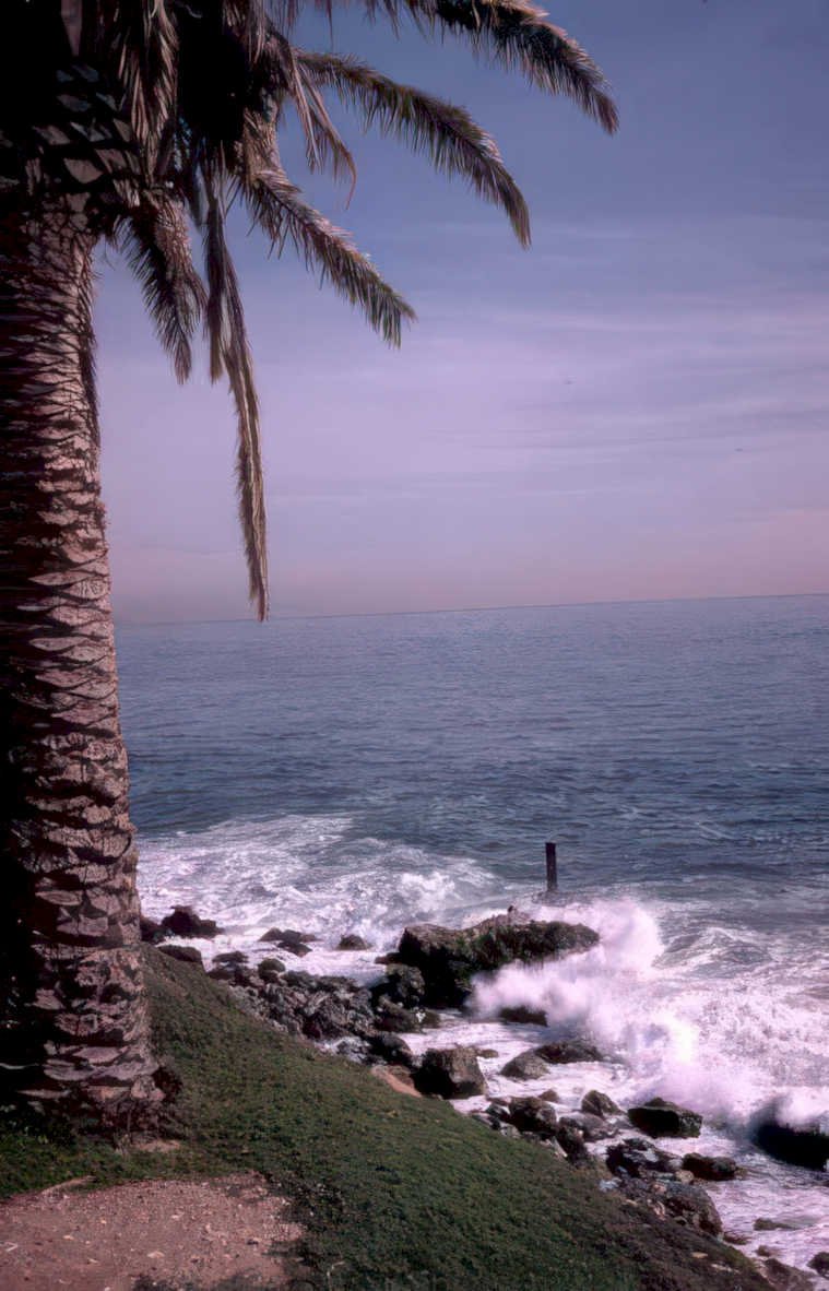 coastal palm waves Vintage A4 Photo Print