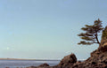 coastal pine rocks Vintage A4 Photo Print