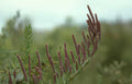 coastal rosemary spikes Vintage A4 Photo Print