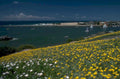 coastal sailing flowers 1980s 1990s A4 Photo Print