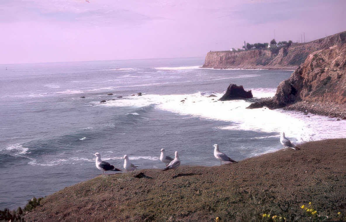 coastal seagulls waves Vintage A4 Photo Print