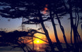 coastal sunset cypress Vintage A4 Photo Print
