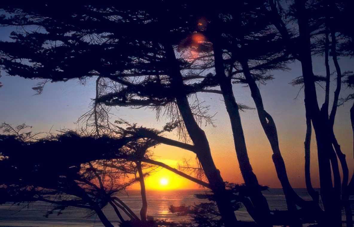 coastal sunset cypress Vintage A4 Photo Print