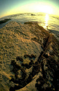 coastal sunset rocks 2 Vintage A4 Photo Print