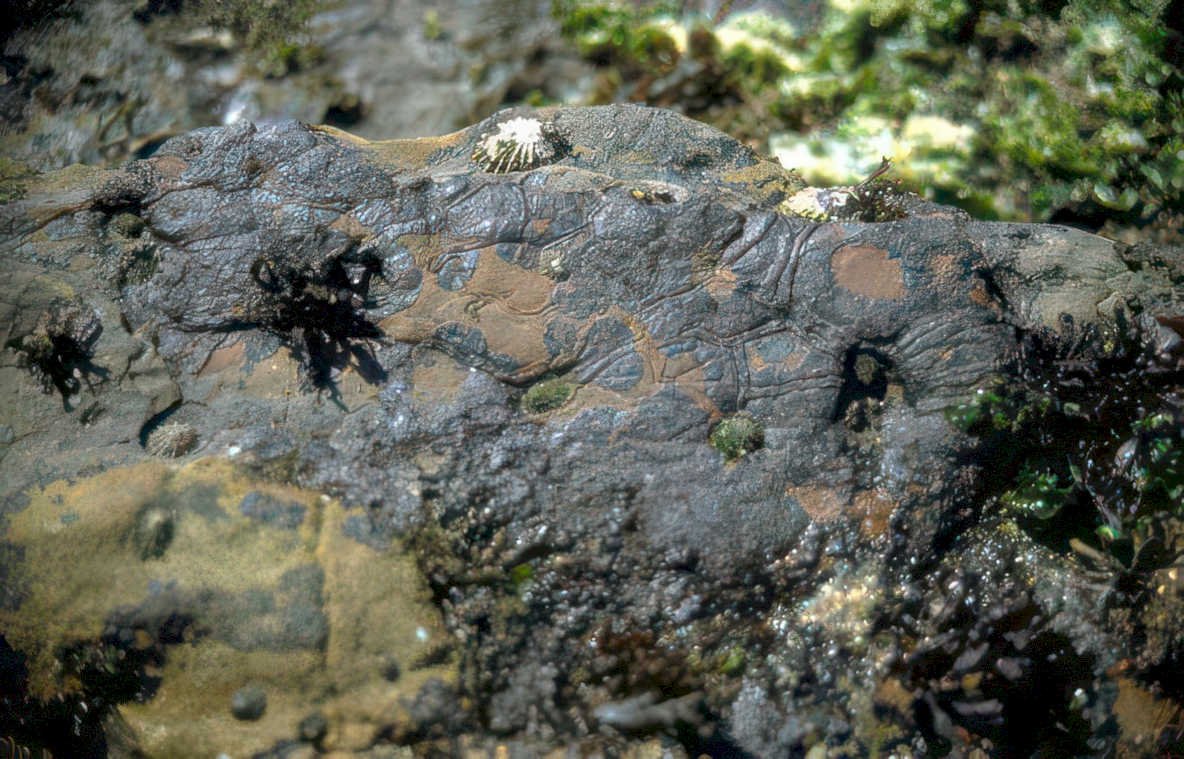 coastal urchins starfish Vintage A4 Photo Print