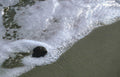 coastal wave detail Vintage A4 Photo Print
