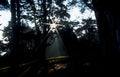 coastalforest sunbeam fog1980s 1990s A4 Photo Print