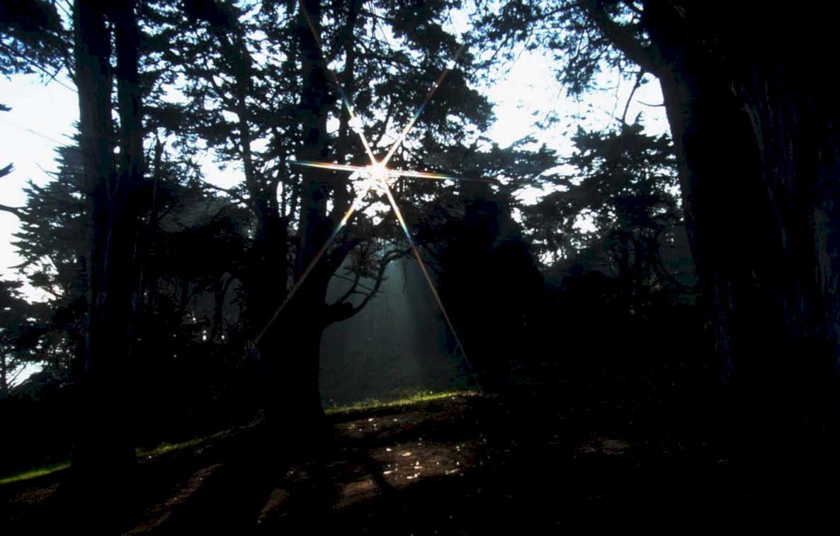 coastalforest sunbeam fog1980s 1990s A4 Photo Print