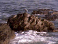 coastalrocks bird waveaction1980s 1990s A4 Photo Print