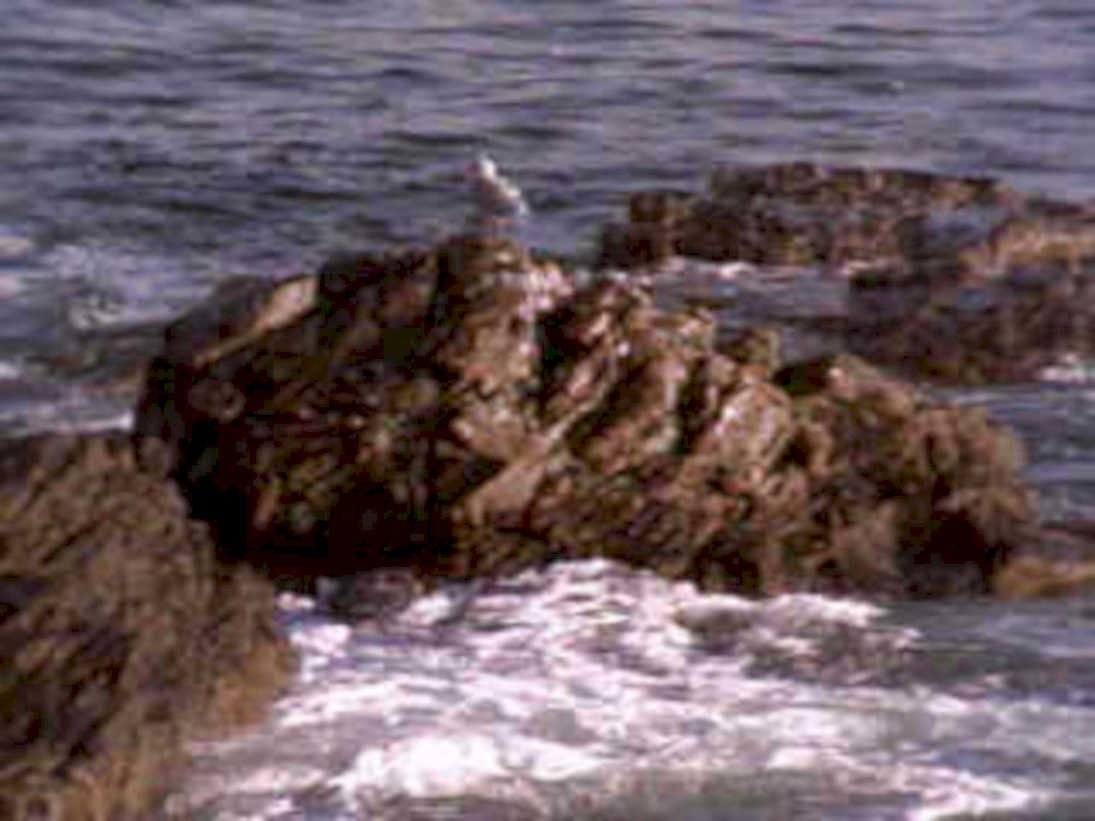 coastalrocks bird waveaction1980s 1990s A4 Photo Print